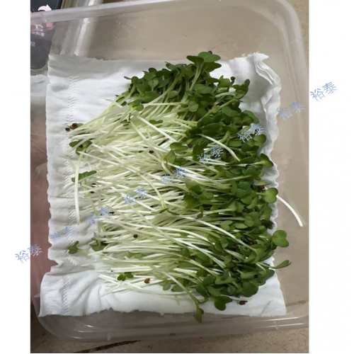 芝麻菜